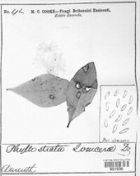 Phyllosticta lonicerae image